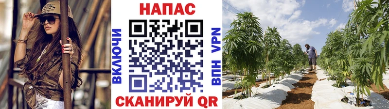купить закладку  Нижний Новгород  Бошки марихуана семена 